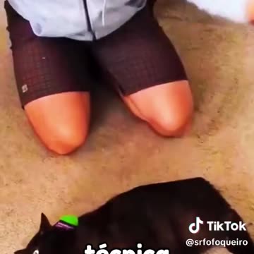 Clip Nose técnica para relaxar felinos