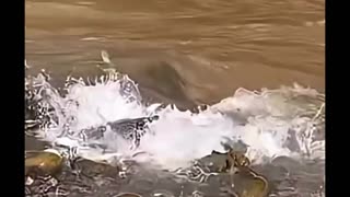 A big fish attacking a school!