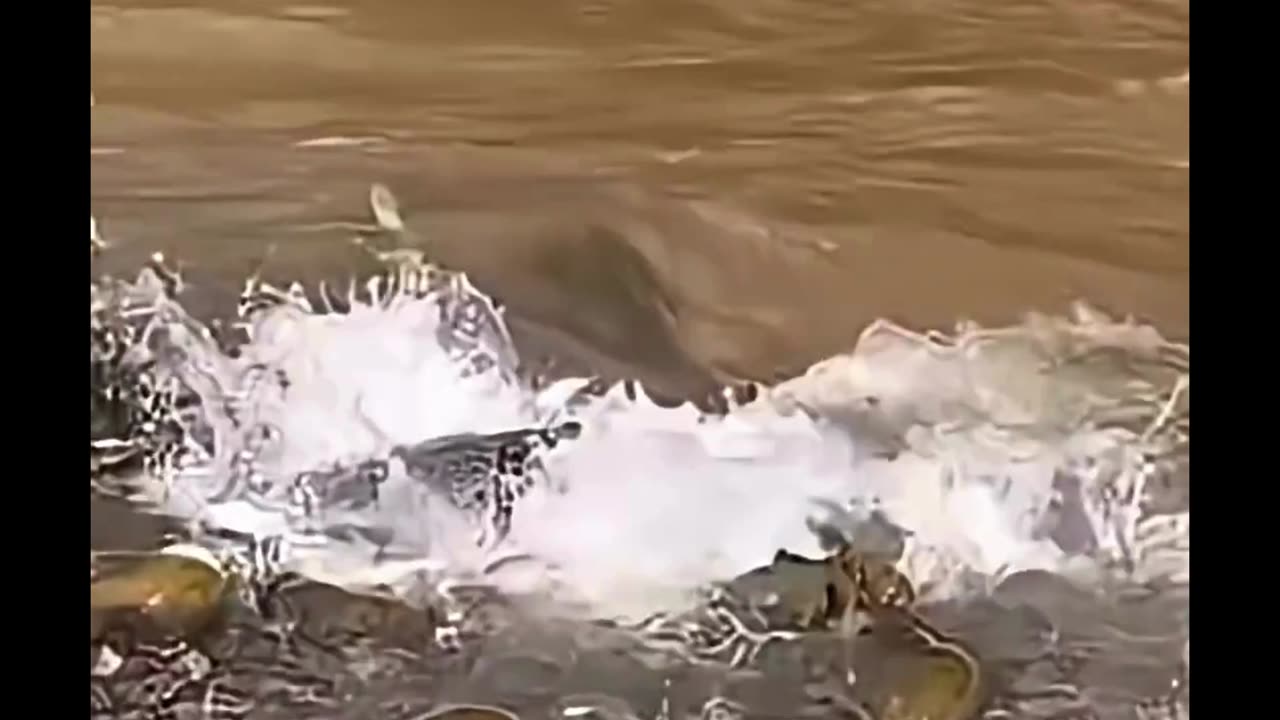 A big fish attacking a school!