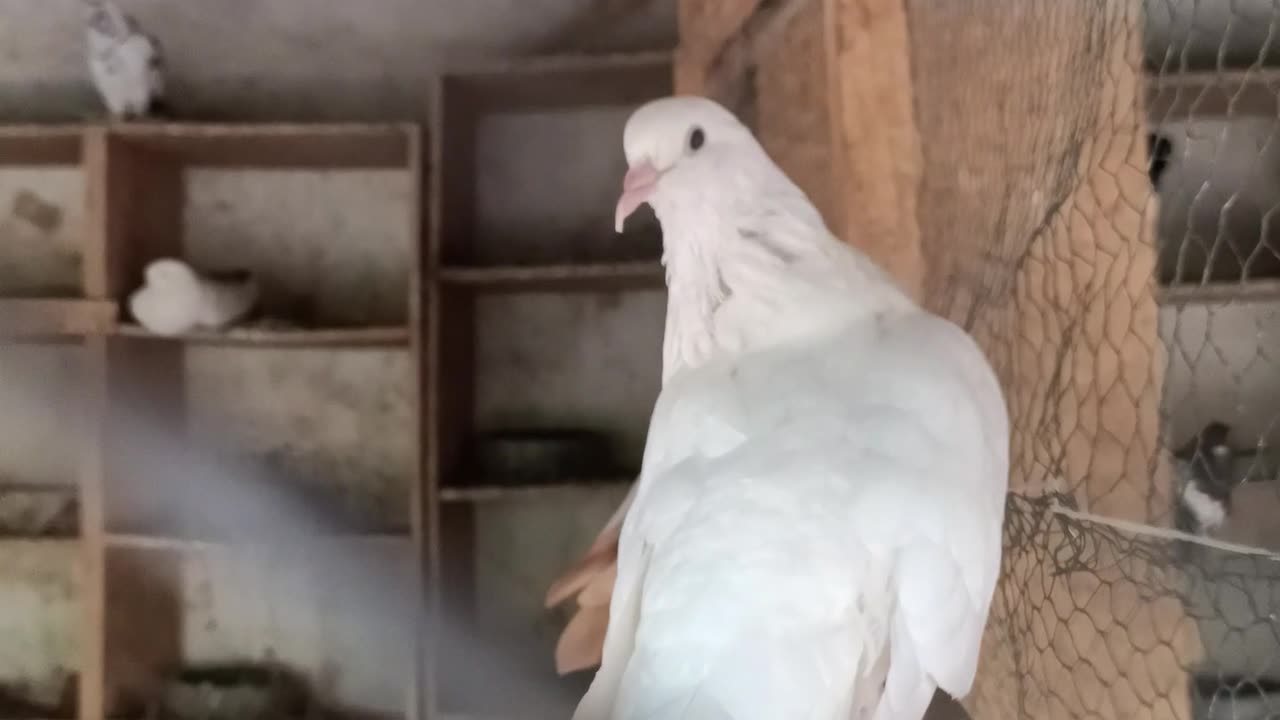 Nature and Animals