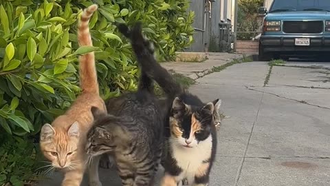 🐱 Funny Cat Shorts