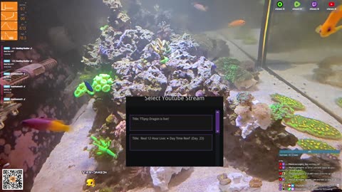 24/7 Real Live Reef Stream