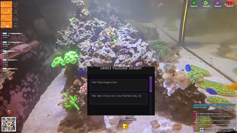 24/7 Real Live Reef Stream