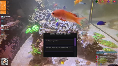24/7 Real Live Reef Stream
