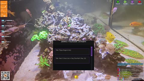24/7 Real Live Reef Stream