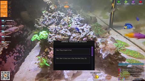 24/7 Real Live Reef Stream