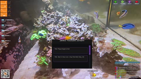 24/7 Real Live Reef Stream