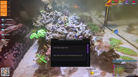 24/7 Real Live Reef Stream