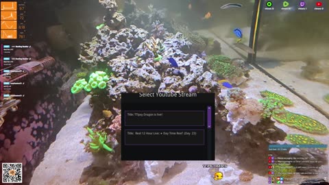 24/7 Real Live Reef Stream