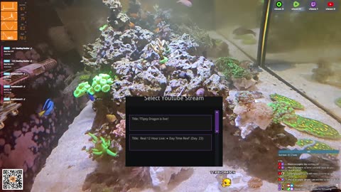 24/7 Real Live Reef Stream