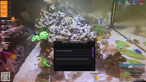 24/7 Real Live Reef Stream