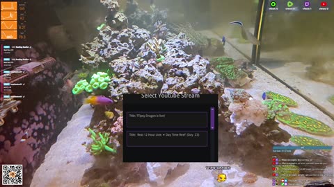 24/7 Real Live Reef Stream