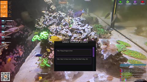 24/7 Real Live Reef Stream