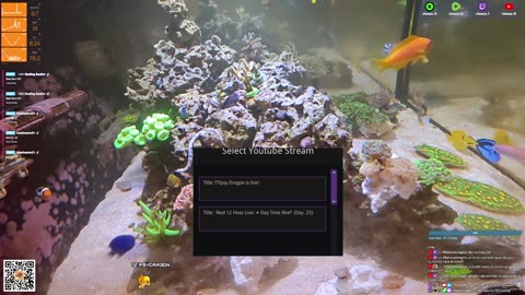 24/7 Real Live Reef Stream