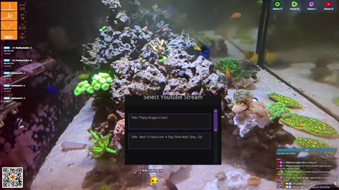 24/7 Real Live Reef Stream