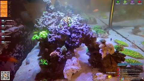 24/7 Real Live Reef Stream