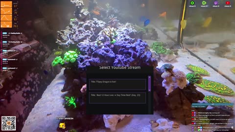 24/7 Real Live Reef Stream