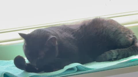 Cute Precious Piper Cleans Her Feetsies - Adopting a Cat from a Shelter Vlog
