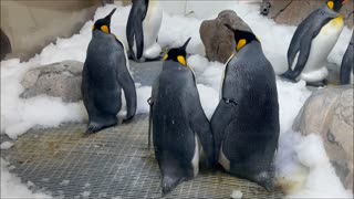 Penguins