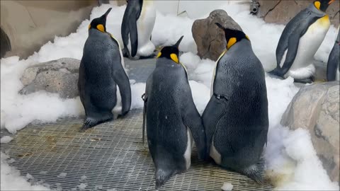Penguins