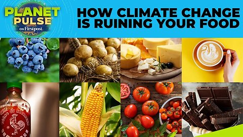Beer, Sushi, Cheese: How Climate Crisis Is Ruining Your Favourite Food | Planet Pulse | N18G