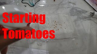 Tomatoes of 2025