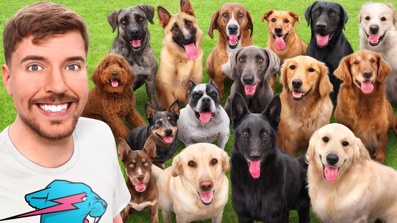 Adotei TODOS os Cães do Abrigo!