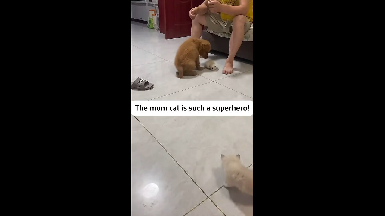 cat mom fights for cat baby