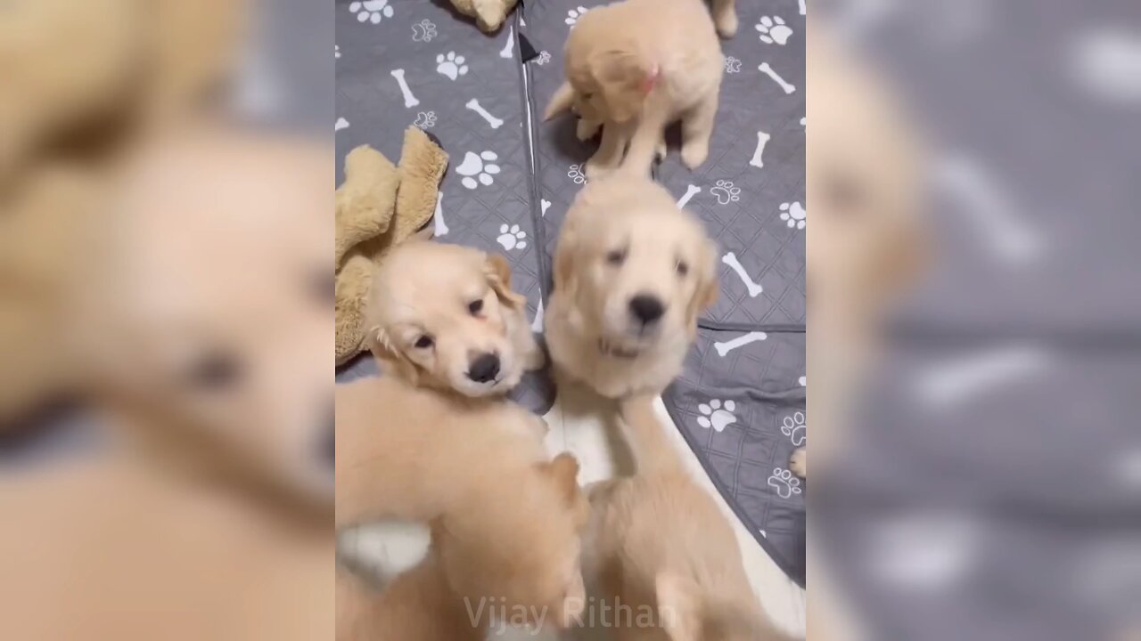 Cute Moment #funny #cute #viral