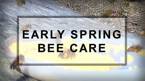 Spring Beekeeping: Pollen Substitute for Honeybees