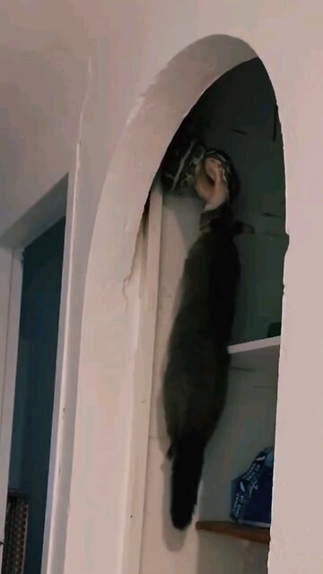 Ghar ke andar nikala ajgar #viral #anmals #video