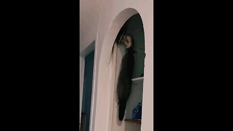 Ghar ke andar nikala ajgar #viral #anmals #video