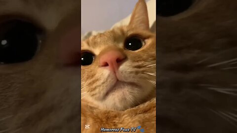 The Funniest Animal Fails You’ll Watch on Repeat!