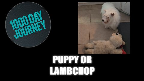 1000 Day Journey 0781 Is that Puppy or Lambchop on the floor?