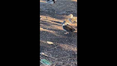 Mallard Ducks 🦆 #mallardducks #ducks #duck #subscribe #shorts #viral #trending