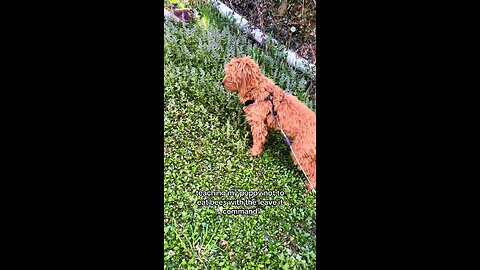 Puppy Training Leave It Command | Goldendoodle Dog Training