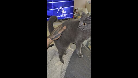 My Cat Love Butt Slap