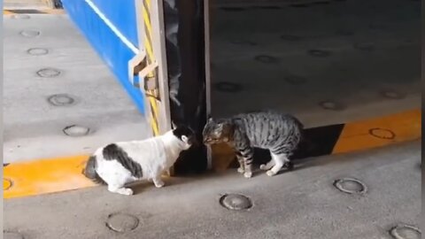 Cats are Quarrel