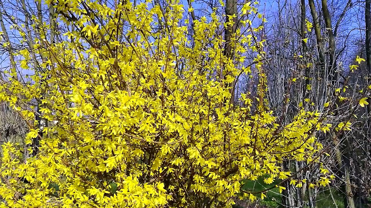 Tree With Yellow Leaves