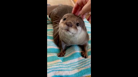 cute pet 😊