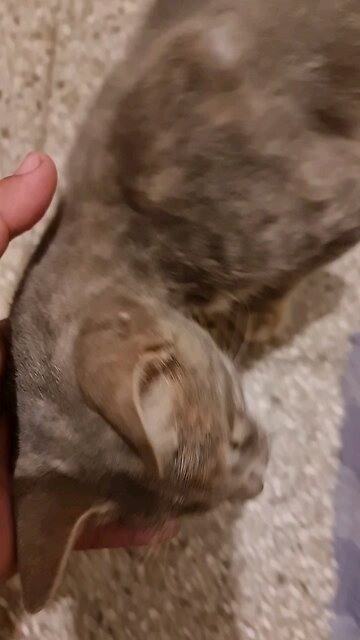 Tell me which country you see my cats from?