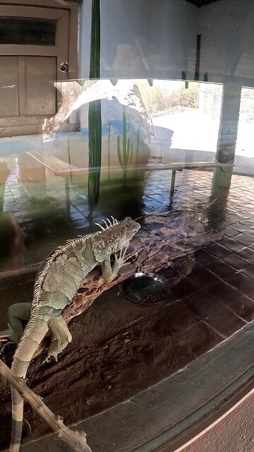 Green Iguana at a Zoo in Hermosillo Sonora Mexico