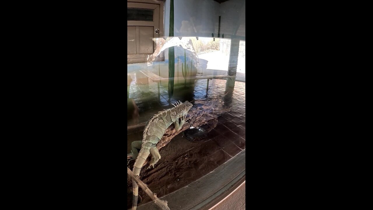 Green Iguana at a Zoo in Hermosillo Sonora Mexico