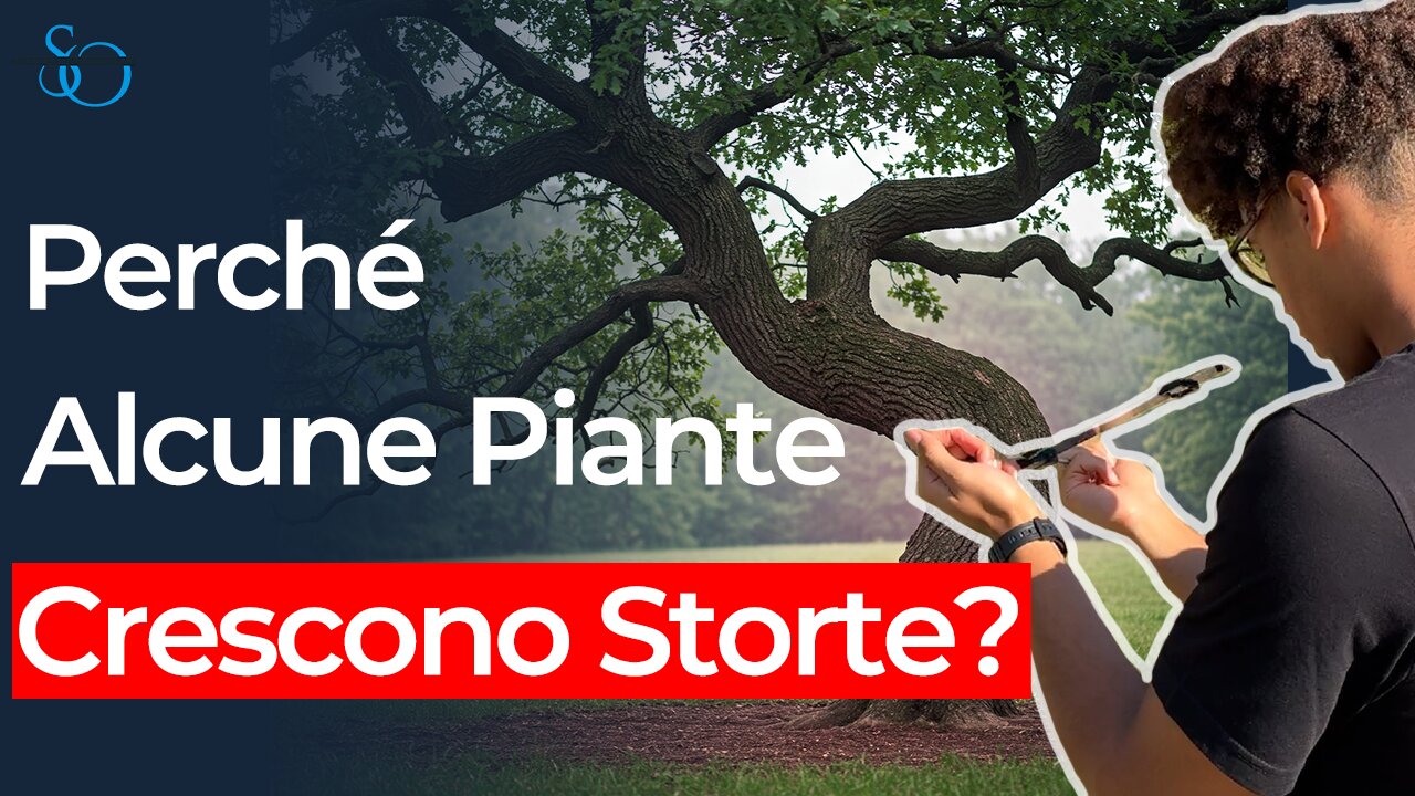 Perché Alcune Piante Crescono Storte? Mistero Risolto!