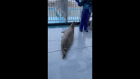 Japan sealion