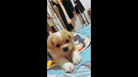 Puppy Cuteness Overload! 😍 Must Watch"