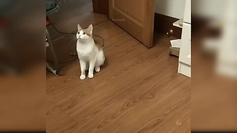 Gravity's Got Nothing On My Cat