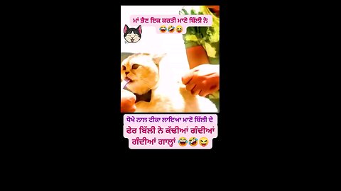 funny cat