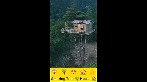 Insane Tree House Built on Giant Trees – Nature’s Real Engineering! 🌲🏡