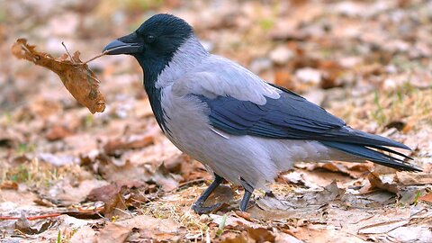 Hooded Crow Is Playing It Cool